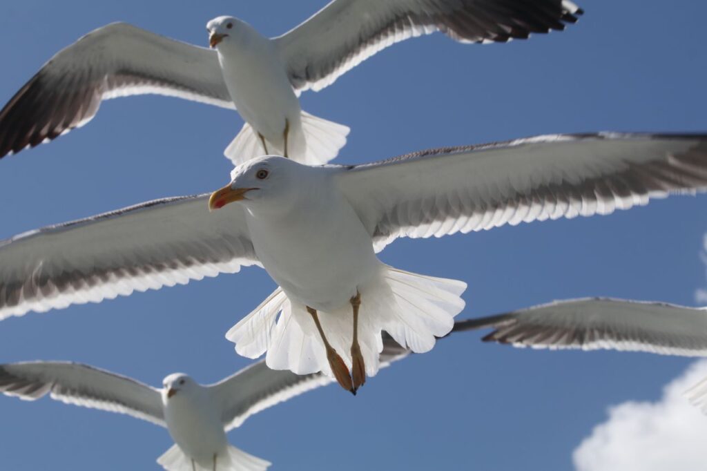 Flock of seagulls flying in a clear blue sky, showcasing grace and freedom.