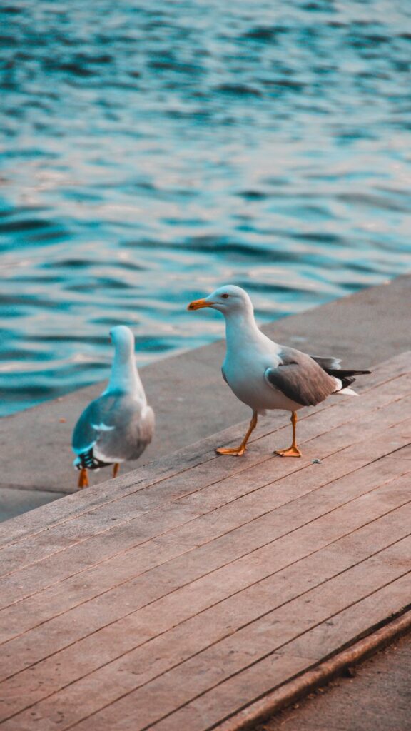 Two Yellow-legged gulls on a wooden deck by the Bosphorus, capturing summer tranquility.